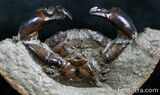 D Fossil Crab Pulalius - Washington State #7318-3